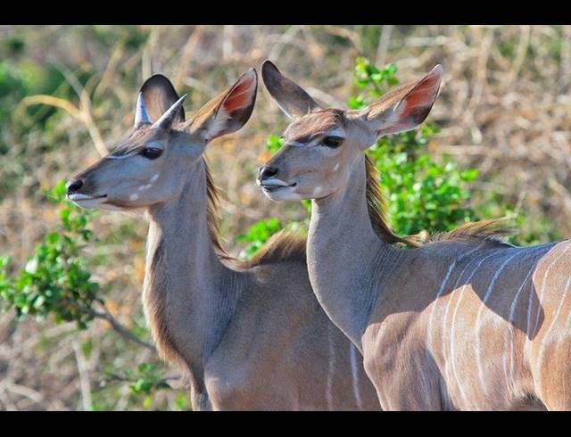 FARM FOR SALE IN LEPHALALE